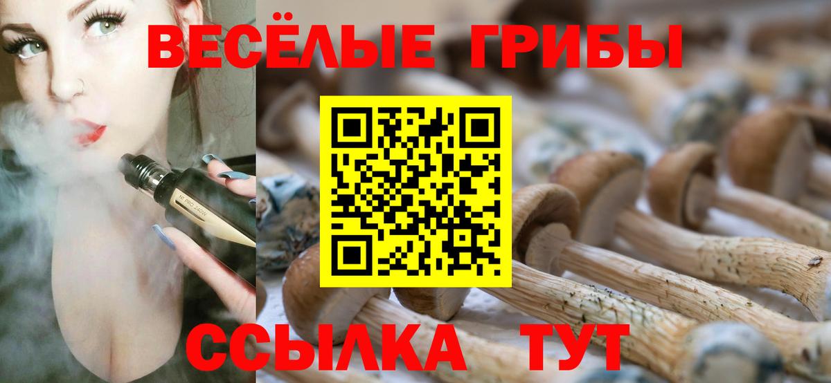 закладки  Саки  Псилоцибиновые грибы Cubensis 